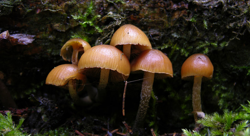 Galerina da determinare n37(2007)